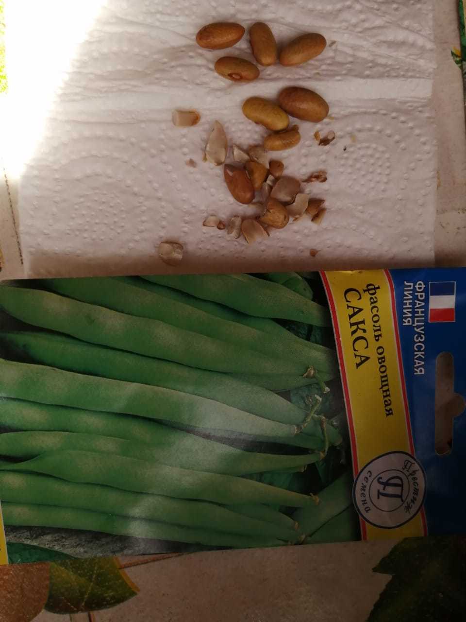 Фотография покупателя товара Семена Фасоль овощная "Сакса без волокна 615", 5 г - Фото 4