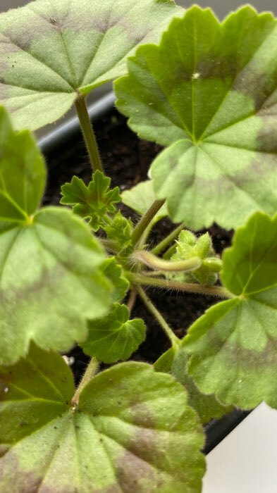 Фотография покупателя товара Семена цветов Пеларгония "Нано", ц/п,  "Лососевая", ц/п,  3 шт - Фото 2