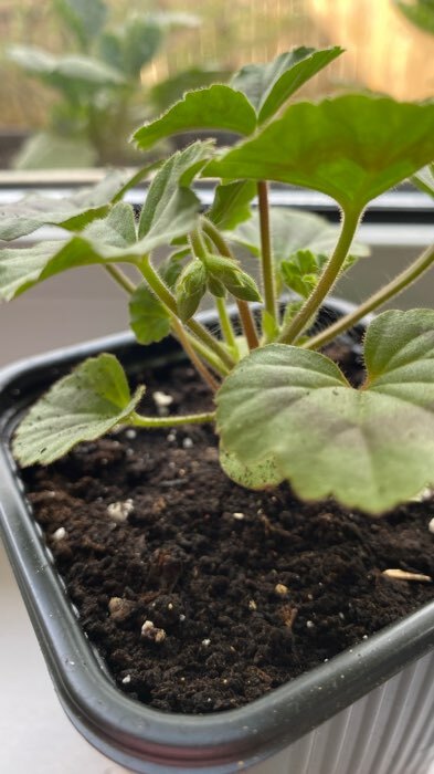 Фотография покупателя товара Семена цветов Пеларгония "Нано", ц/п,  "Лососевая", ц/п,  3 шт - Фото 4