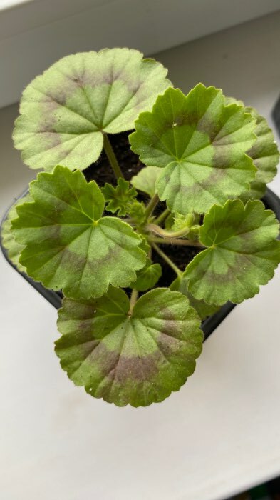 Фотография покупателя товара Семена цветов Пеларгония "Нано", ц/п,  "Лососевая", ц/п,  3 шт - Фото 3