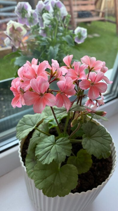 Фотография покупателя товара Семена цветов Пеларгония "Нано", ц/п,  "Лососевая", ц/п,  3 шт - Фото 5
