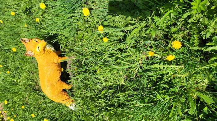 Фотография покупателя товара Садовая фигура из полистоуна «Лиса с пушистым хвостом», 72×19×44 см - Фото 2