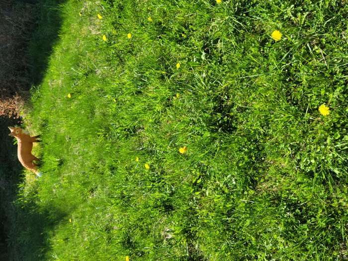 Фотография покупателя товара Садовая фигура из полистоуна «Лиса с пушистым хвостом», 72×19×44 см - Фото 3