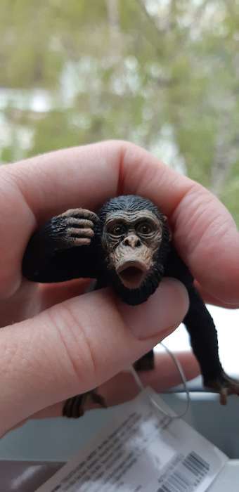 Фотография покупателя товара Фигурка «Шимпанзе, самец» - Фото 1