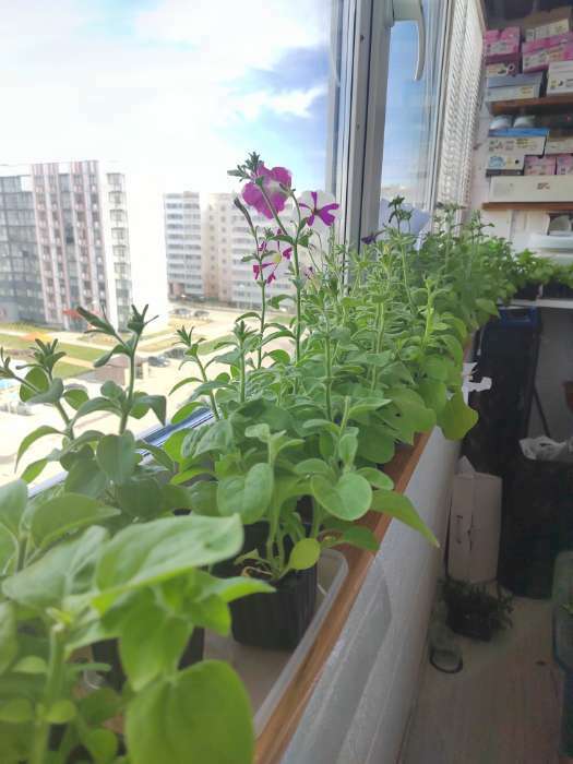 Фотография покупателя товара Семена цветов Петуния "Стар", микс, 0,05г - Фото 4