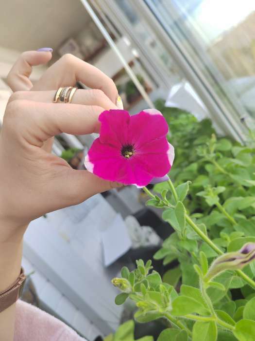 Фотография покупателя товара Семена цветов Петуния "Стар", микс, 0,05г - Фото 5