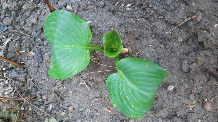 Фотография покупателя товара Хоста «Патриот», корневище в пакете с торфогрунтом, р-р I, 1 шт. - Фото 185