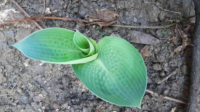 Фотография покупателя товара Хоста «Патриот», корневище в пакете с торфогрунтом, р-р I, 1 шт. - Фото 184