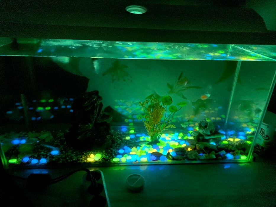 Фотография покупателя товара Декоративные камни для аквариума, светящиеся, 20 мм, 200 г, фиолетовые - Фото 1