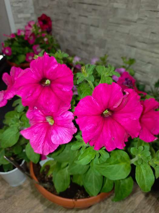 Фотография покупателя товара Семена цветов  Петуния Суперкаскадная, розовая, F1, 10 шт - Фото 3