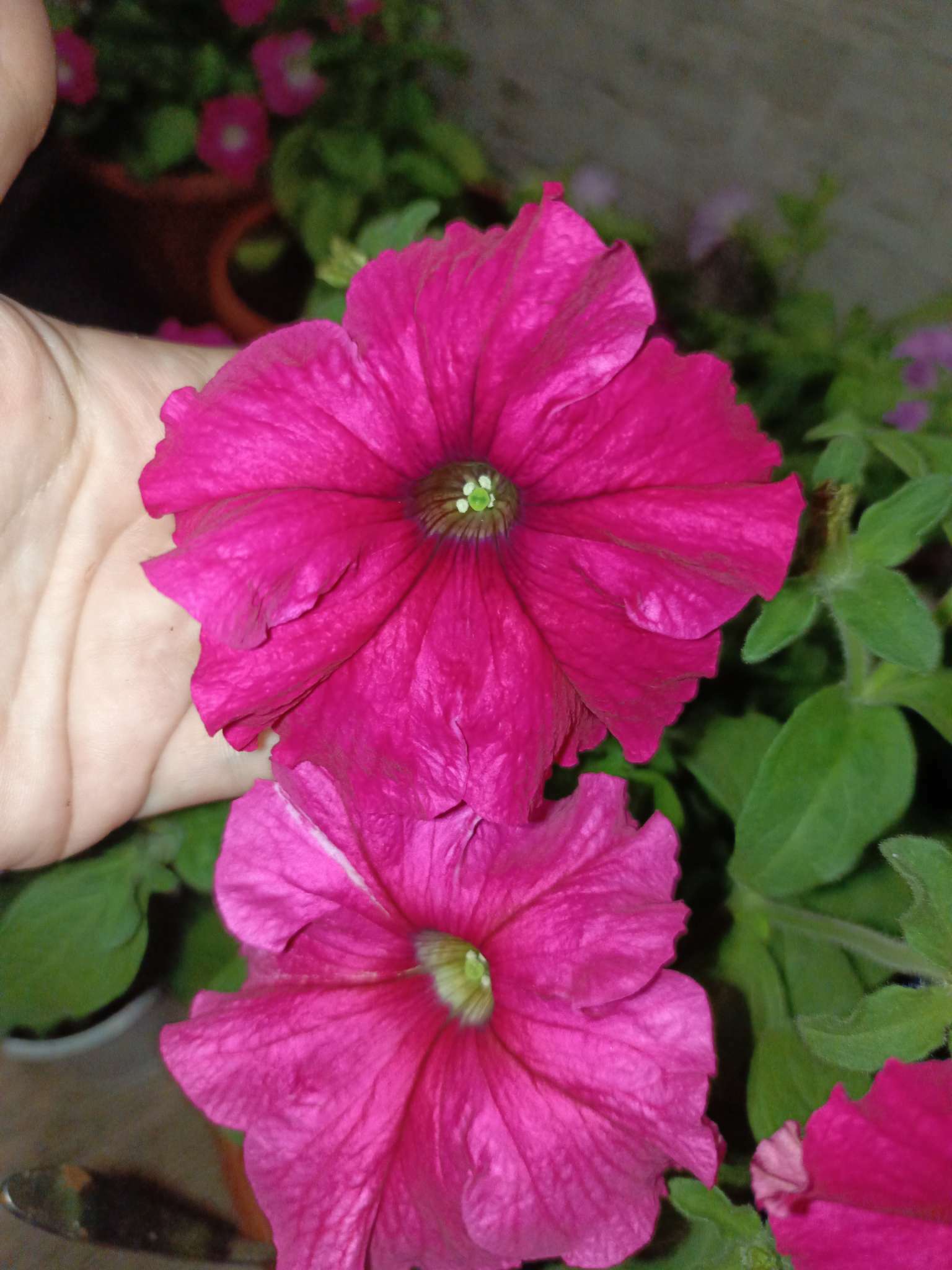 Фотография покупателя товара Семена цветов  Петуния Суперкаскадная, розовая, F1, 10 шт - Фото 2