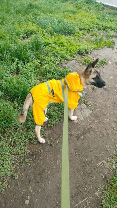 Фотография покупателя товара Комбинезон для собак, демисезонный с козырьком, размер 3ХL (ДС 50, Ог 67, ОШ 51 см), жёлтый - Фото 2