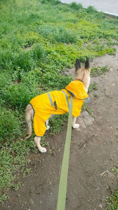 Фотография покупателя товара Комбинезон для собак, демисезонный с козырьком, размер 3ХL (ДС 50, Ог 67, ОШ 51 см), жёлтый - Фото 1