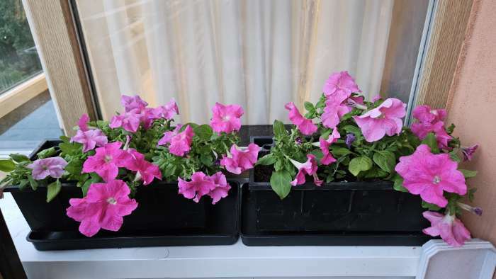 Фотография покупателя товара Семена цветов Комплиментуния розовая F1 крупноцветковая, 10 шт
