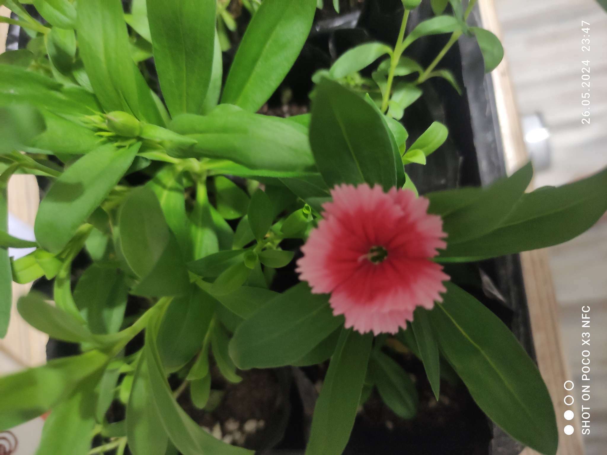 Фотография покупателя товара Семена Цветов Гвоздика межвидовая Чиба Строберри, 5 шт /Hem Genetics - Фото 4