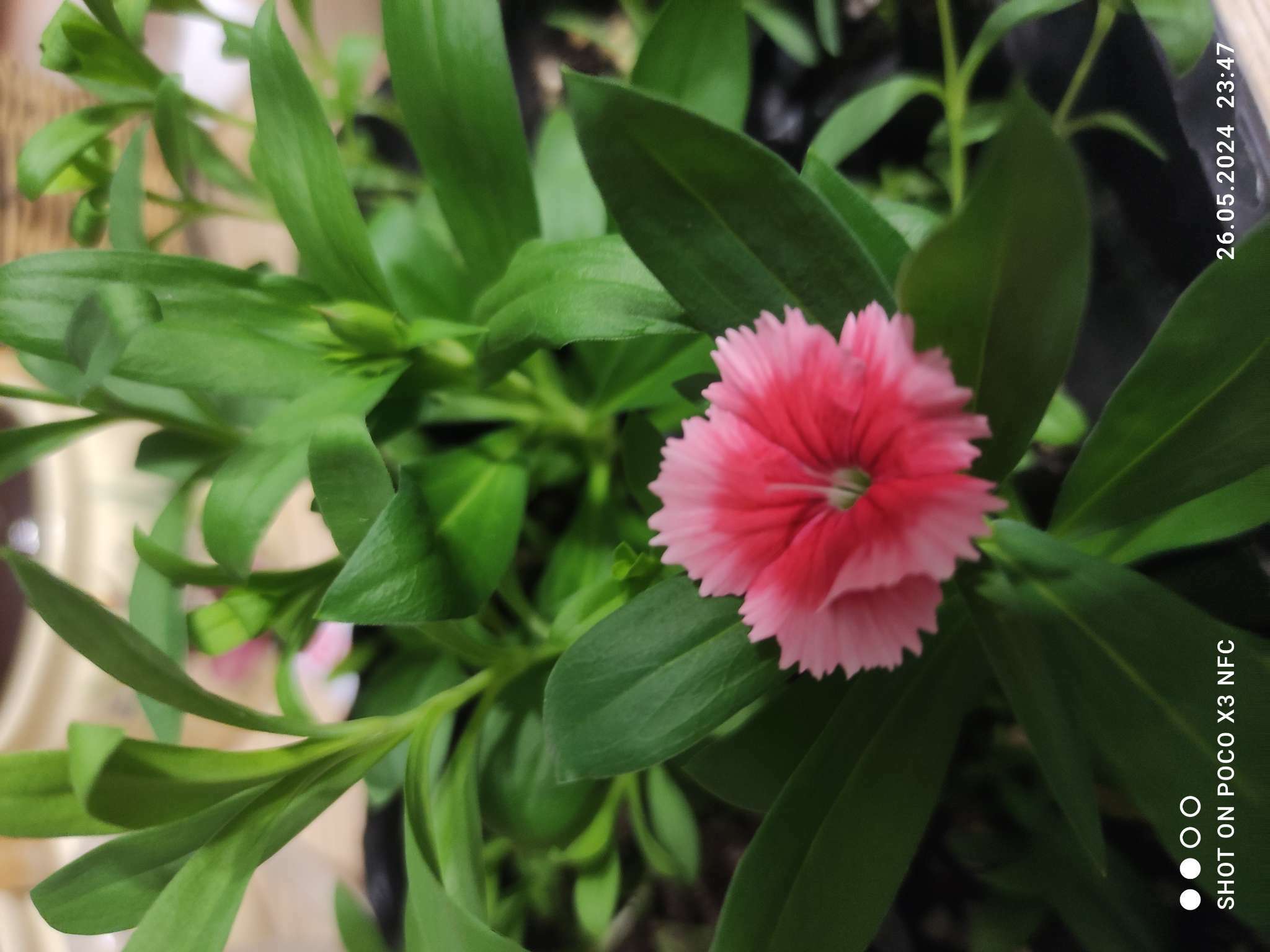 Фотография покупателя товара Семена Цветов Гвоздика межвидовая Чиба Строберри, 5 шт /Hem Genetics - Фото 3