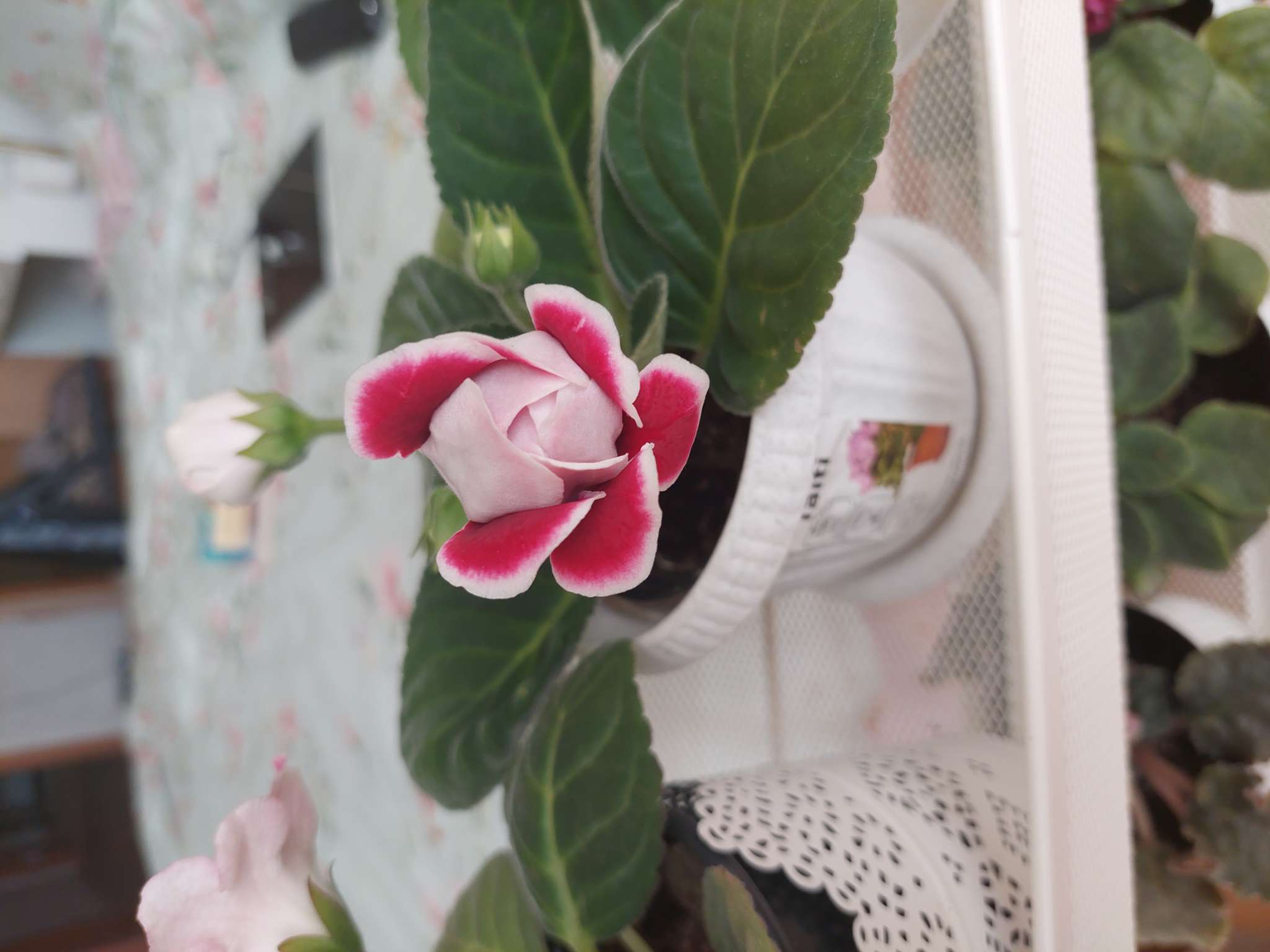 Фотография покупателя товара Семена цветов Глоксиния "Брокада", ц/п,  F1, гранулы, 4 шт. - Фото 29