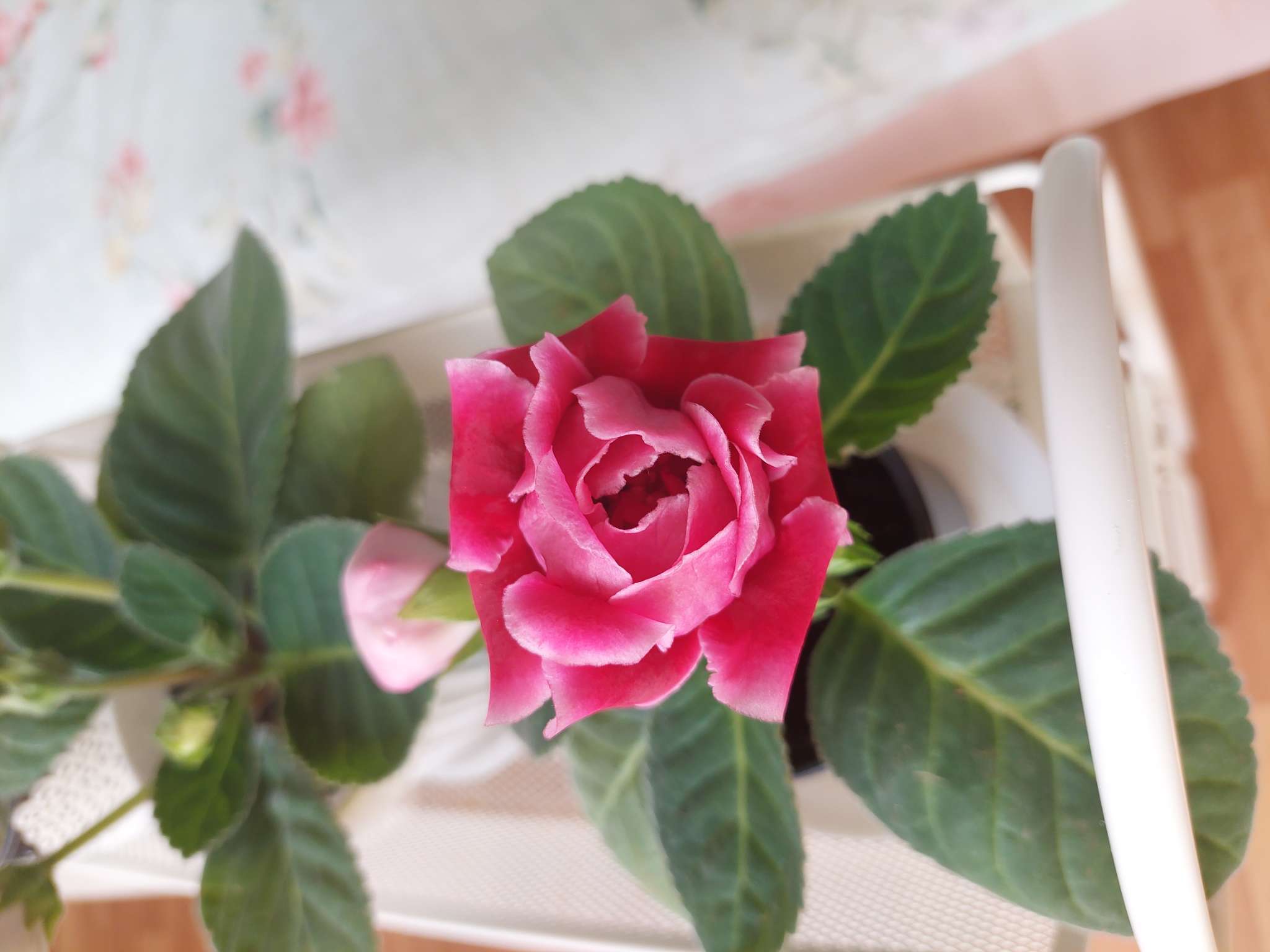 Фотография покупателя товара Семена цветов Глоксиния "Брокада", ц/п,  F1, гранулы, 4 шт. - Фото 30