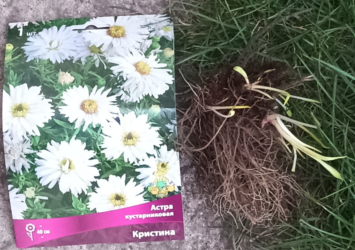 Фотография покупателя товара Астра кустарниковая «Кристина», корневище в торфогрунте, р-р I, 1 шт. - Фото 1