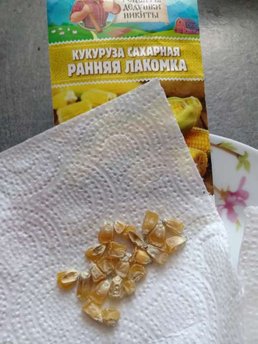 Фотография покупателя товара Семена Кукуруза сахарная "Ранняя лакомка 121", 5 г - Фото 1