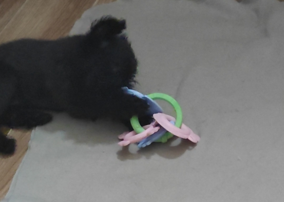 Фотография покупателя товара Игрушка для собак "Кольцо из морепродуктов", TPR + TPE, 12,5 см, микс цветов - Фото 1