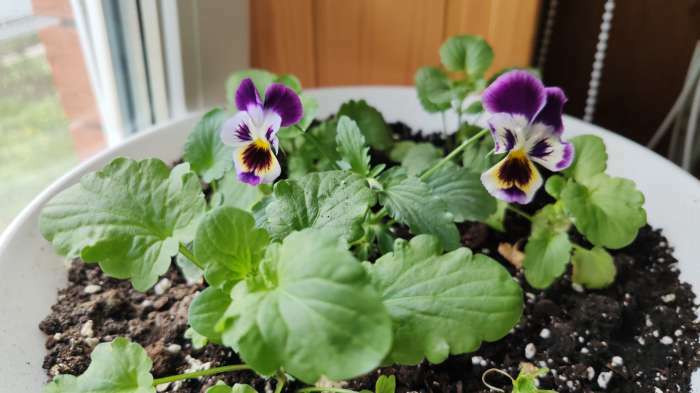Фотография покупателя товара Семена цветов Виола "Шведские гиганты", 0,1 г