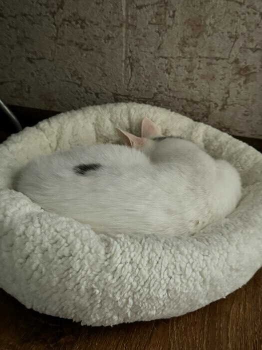 Фотография покупателя товара Лежанка для собак и кошек «Уют», мягкий мех, 45 х 35 х 11 см, молочный - Фото 1