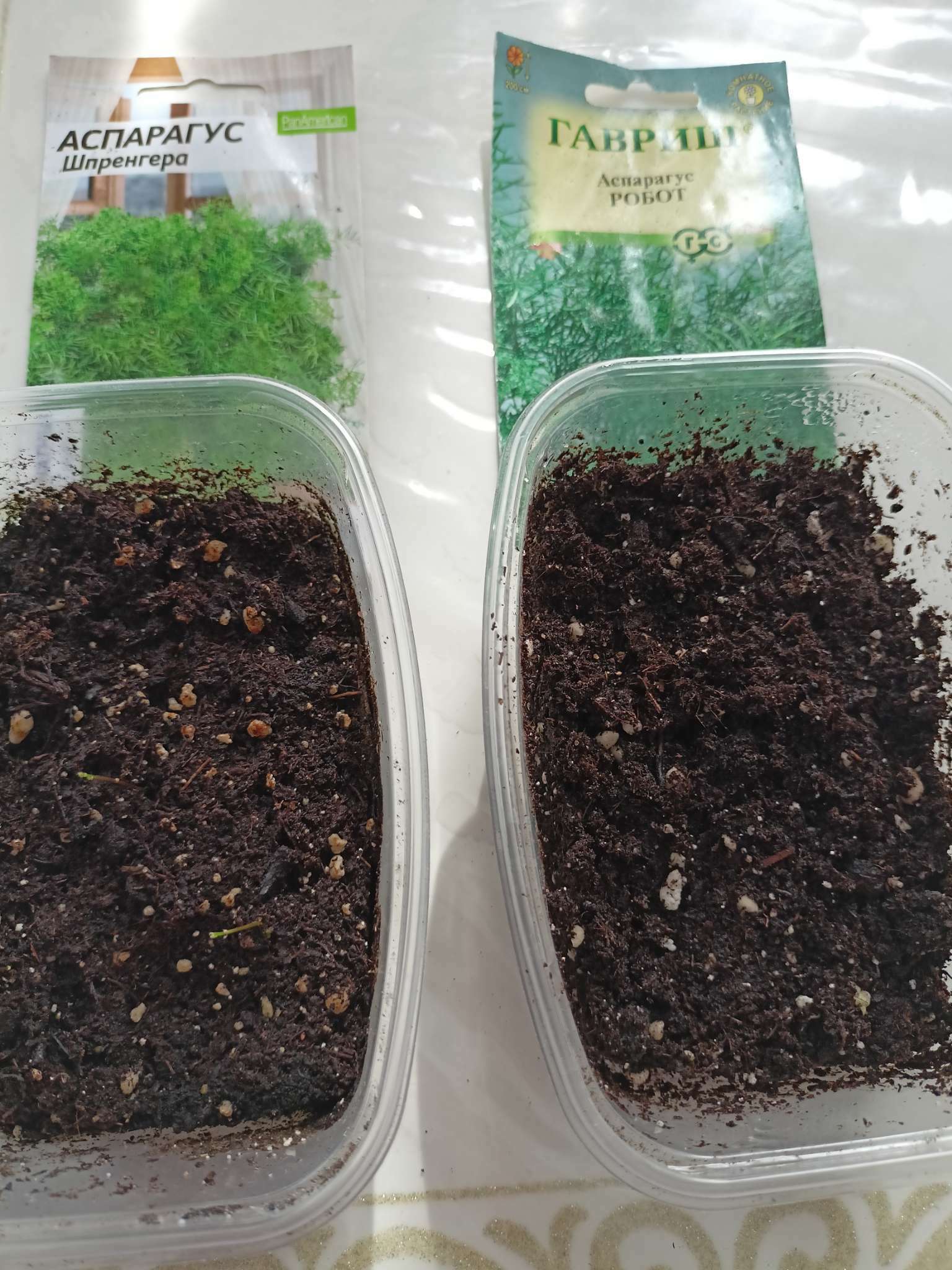 Фотография покупателя товара Семена Аспарагус «Робот», 0.2 г, «Гавриш» - Фото 1