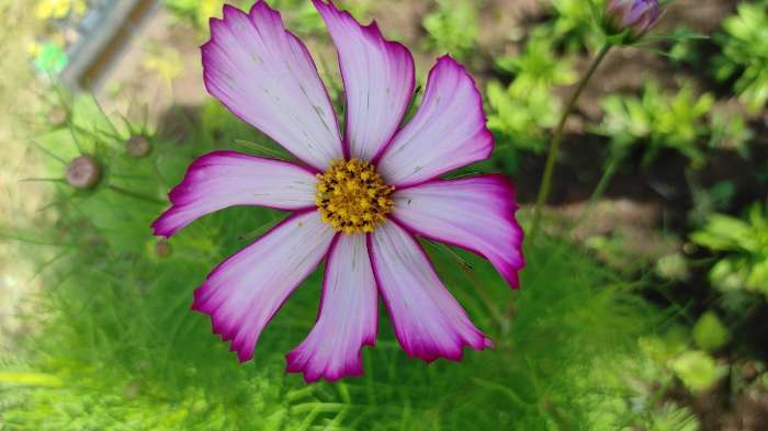 Фотография покупателя товара Семена цветов Космея «Сенсация Кенди Страйп», 0.3 г, «Семена Алтая» - Фото 4