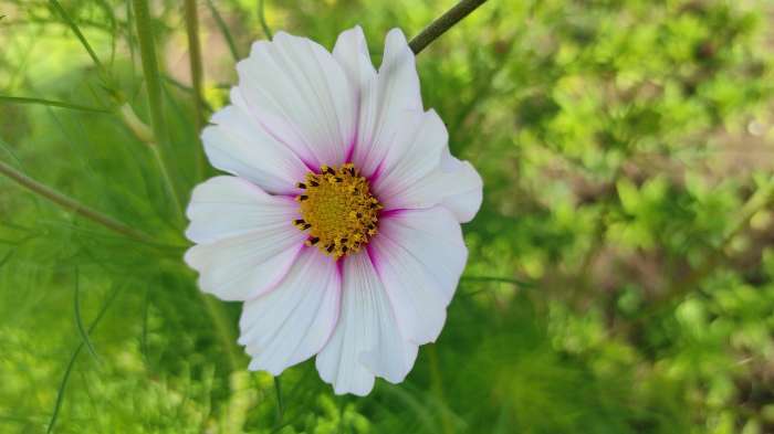 Фотография покупателя товара Семена цветов Космея «Сенсация Кенди Страйп», 0.3 г, «Семена Алтая» - Фото 3