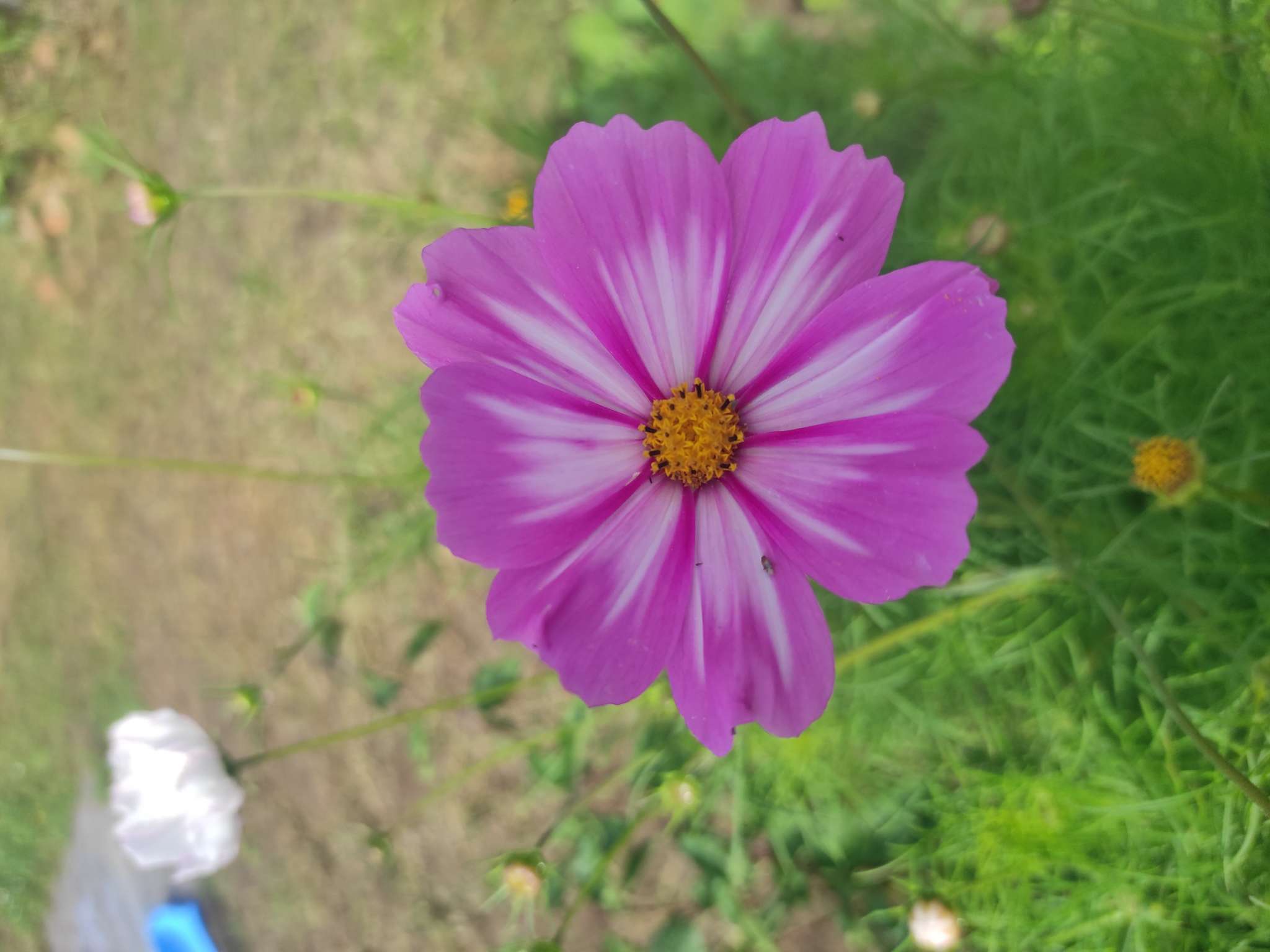 Фотография покупателя товара Семена цветов Космея «Сенсация Кенди Страйп», 0.3 г, «Семена Алтая» - Фото 5