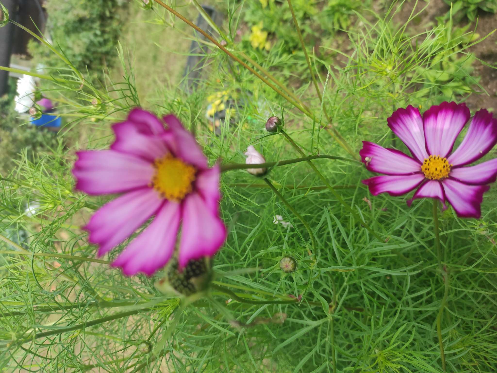 Фотография покупателя товара Семена цветов Космея «Сенсация Кенди Страйп», 0.3 г, «Семена Алтая» - Фото 6