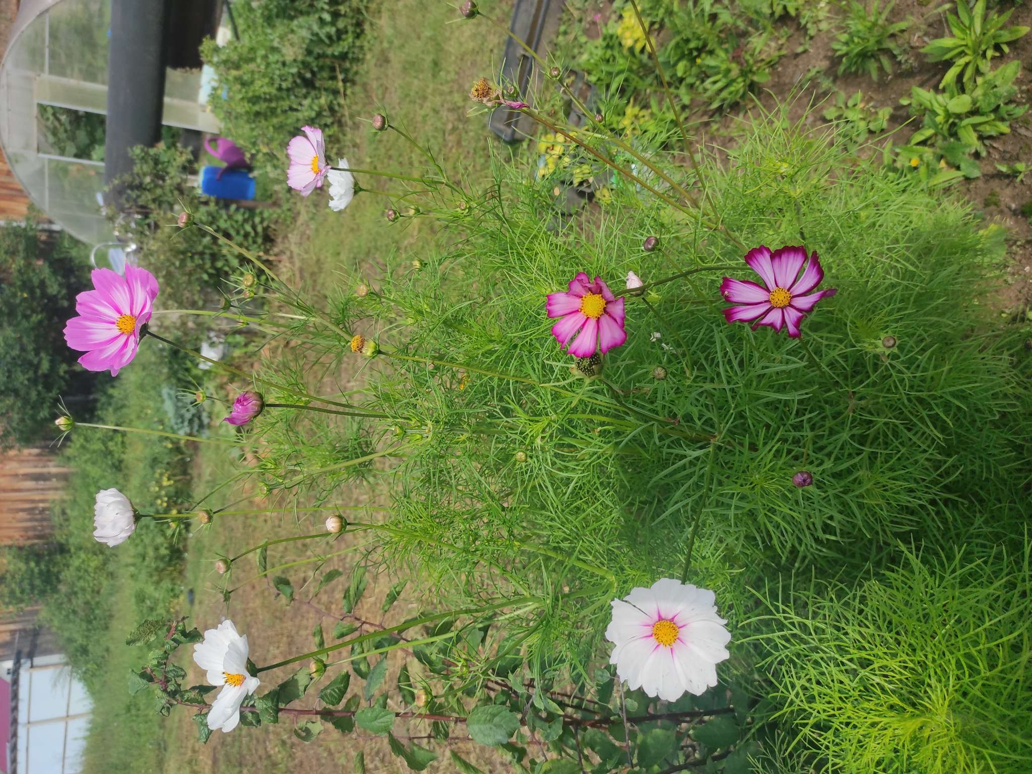 Фотография покупателя товара Семена цветов Космея «Сенсация Кенди Страйп», 0.3 г, «Семена Алтая» - Фото 7