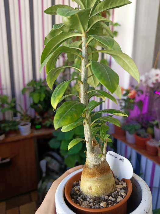 Фотография покупателя товара Таблички садовые, для маркировки растений, 7 см, набор 20 шт., пластик, МИКС, Greengo - Фото 5