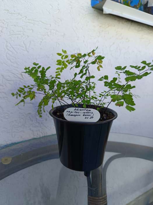 Фотография покупателя товара Таблички садовые, для маркировки растений, 7 см, набор 20 шт., пластик, МИКС, Greengo - Фото 6