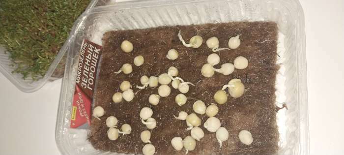 Фотография покупателя товара Семена Микрозелень Зеленый горошек, 10 г - Фото 2