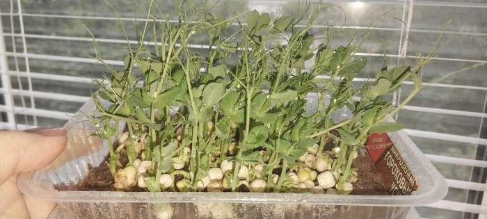 Фотография покупателя товара Семена Микрозелень Зеленый горошек, 10 г - Фото 1