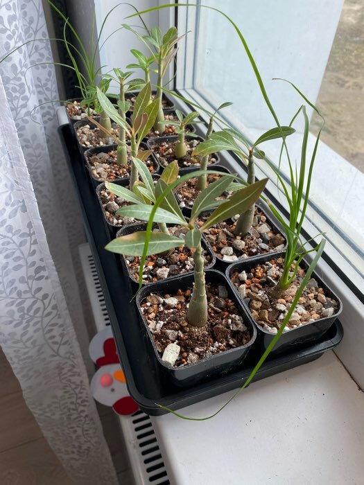 Фотография покупателя товара Набор для рассады: стаканы по 300 мл (12 шт.), поддон 45×18 см, МИКС, Greengo