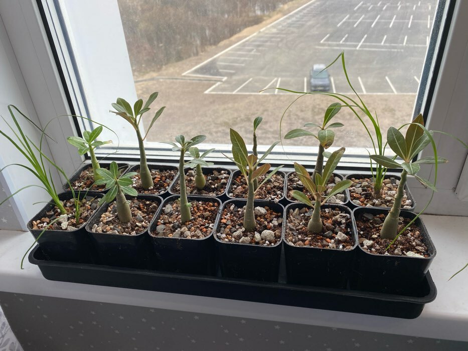 Фотография покупателя товара Набор для рассады: стаканы по 300 мл (12 шт.), поддон 45×18 см, МИКС, Greengo