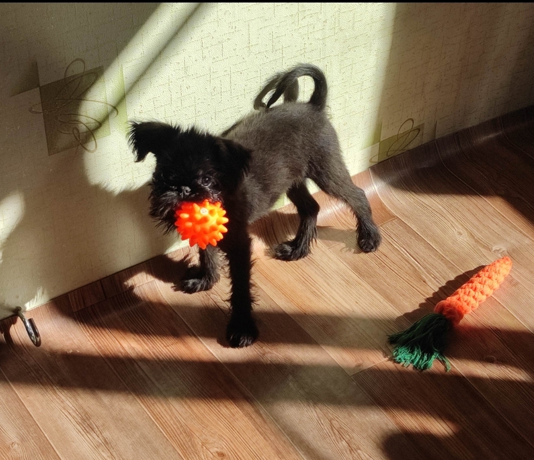 Фотография покупателя товара Игрушка пищащая "Мяч с шипами" для собак, 6,5 см, оранжевая
