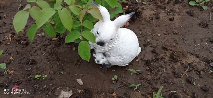 Фотография покупателя товара Садовая фигура "Зайчиха с зайчонком", белый цвет, 30 см - Фото 5