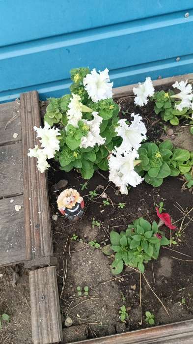 Фотография покупателя товара Семена Петуния Афродита F1 белая крупноцветковая, 7 шт - Фото 13