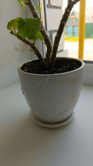 Фотография покупателя товара Горшок для цветов «Кураж», 600 мл, d=12 см, h=10 см, керамический, с поддоном, белый - Фото 3