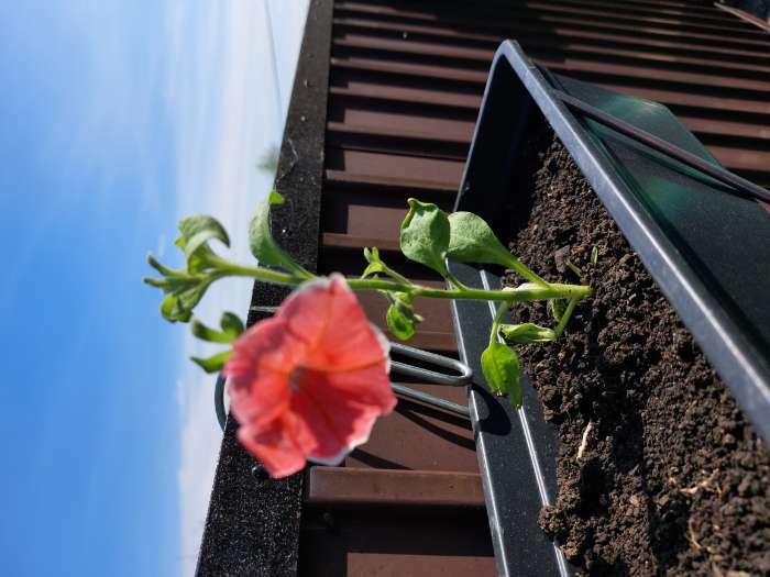 Фотография покупателя товара Ящик для рассады, 50×15×10 см, 5 л, пластик, чёрный, «Урожай-5» - Фото 5