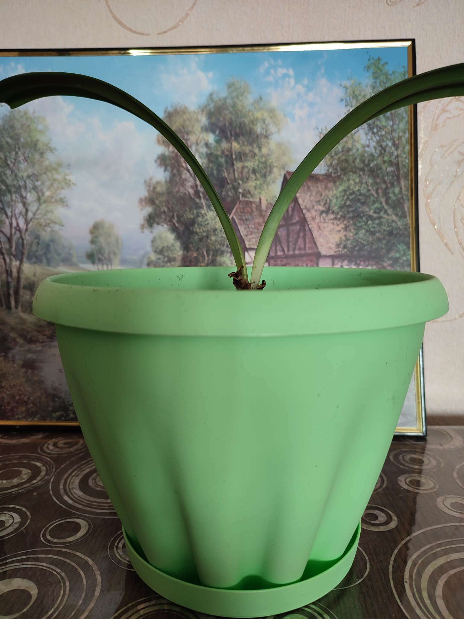 Фотография покупателя товара Горшок для цветов с поддоном «Знатный», 3,9 л, d=22,5 см, цвет зелёный - Фото 2