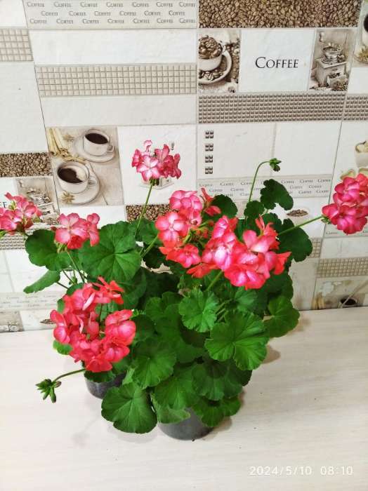Фотография покупателя товара Семена цветов Пеларгония "Пинто Скарлет Стар", F1, 4 шт - Фото 1