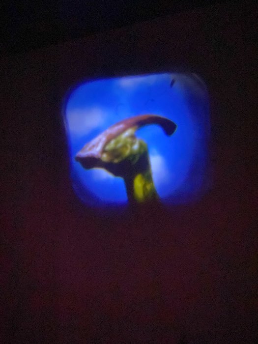 Фотография покупателя товара Проектор-фонарик «Эра динозавров», свет, цвета МИКС - Фото 3