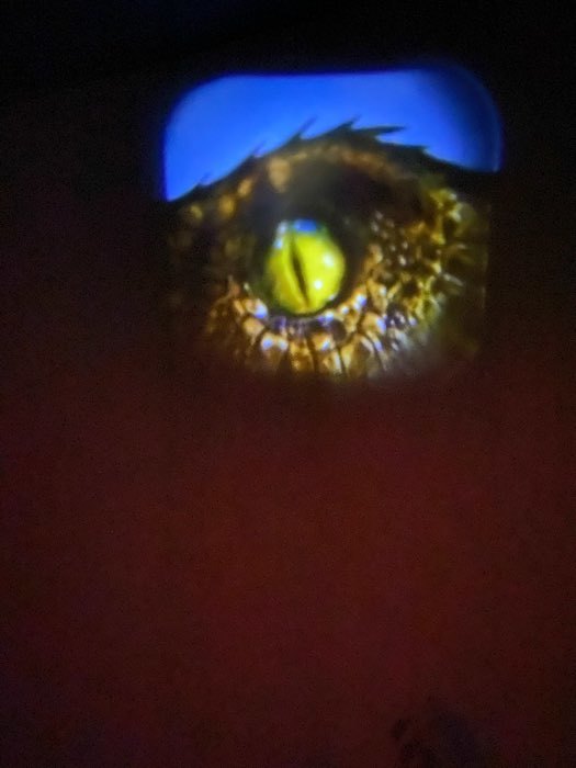 Фотография покупателя товара Проектор-фонарик «Эра динозавров», свет, цвета МИКС - Фото 2