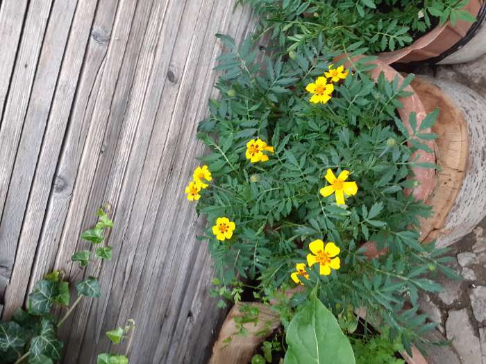 Фотография покупателя товара Семена цветов Бархатцы отклоненные "Монисты" (Тагетес), О, ц/п, 0,3 г - Фото 7