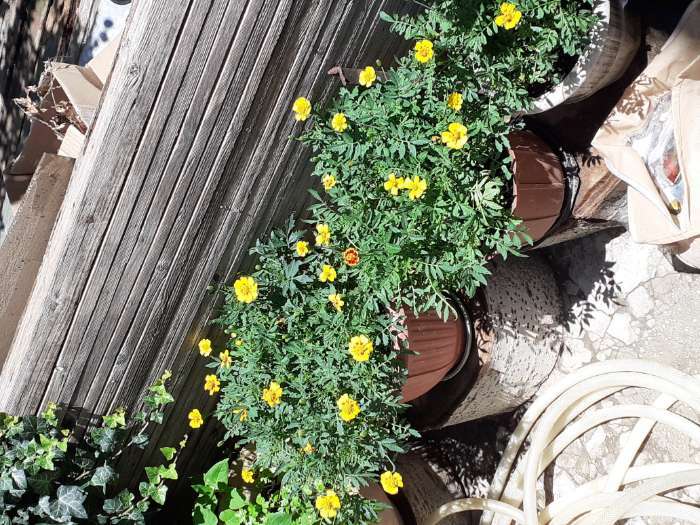 Фотография покупателя товара Семена цветов Бархатцы отклоненные "Монисты" (Тагетес), О, ц/п, 0,3 г - Фото 8